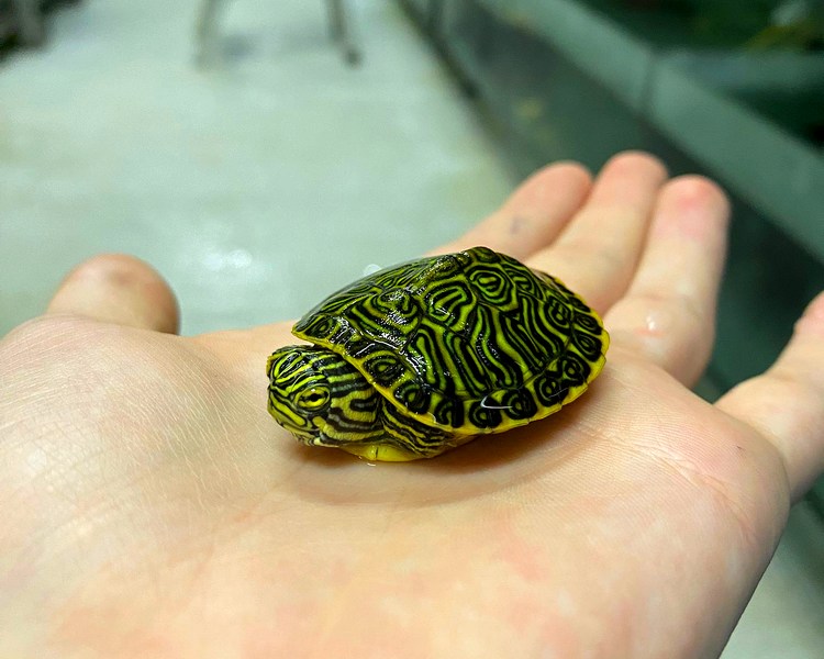 Peninsula Cooter Turtle ~ 3-5cm